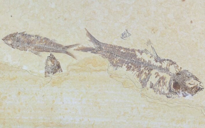 Two Knightia Fossil Fish - Wyoming #88573